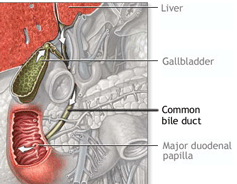 Common bile duct diagram