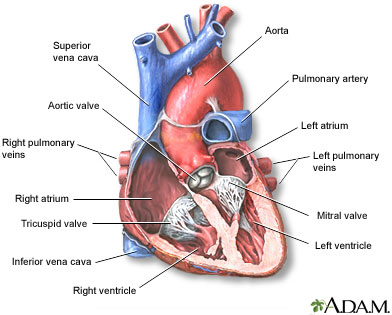 Interior of heart