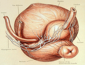 Image: Nerves surrounding the prostate gland